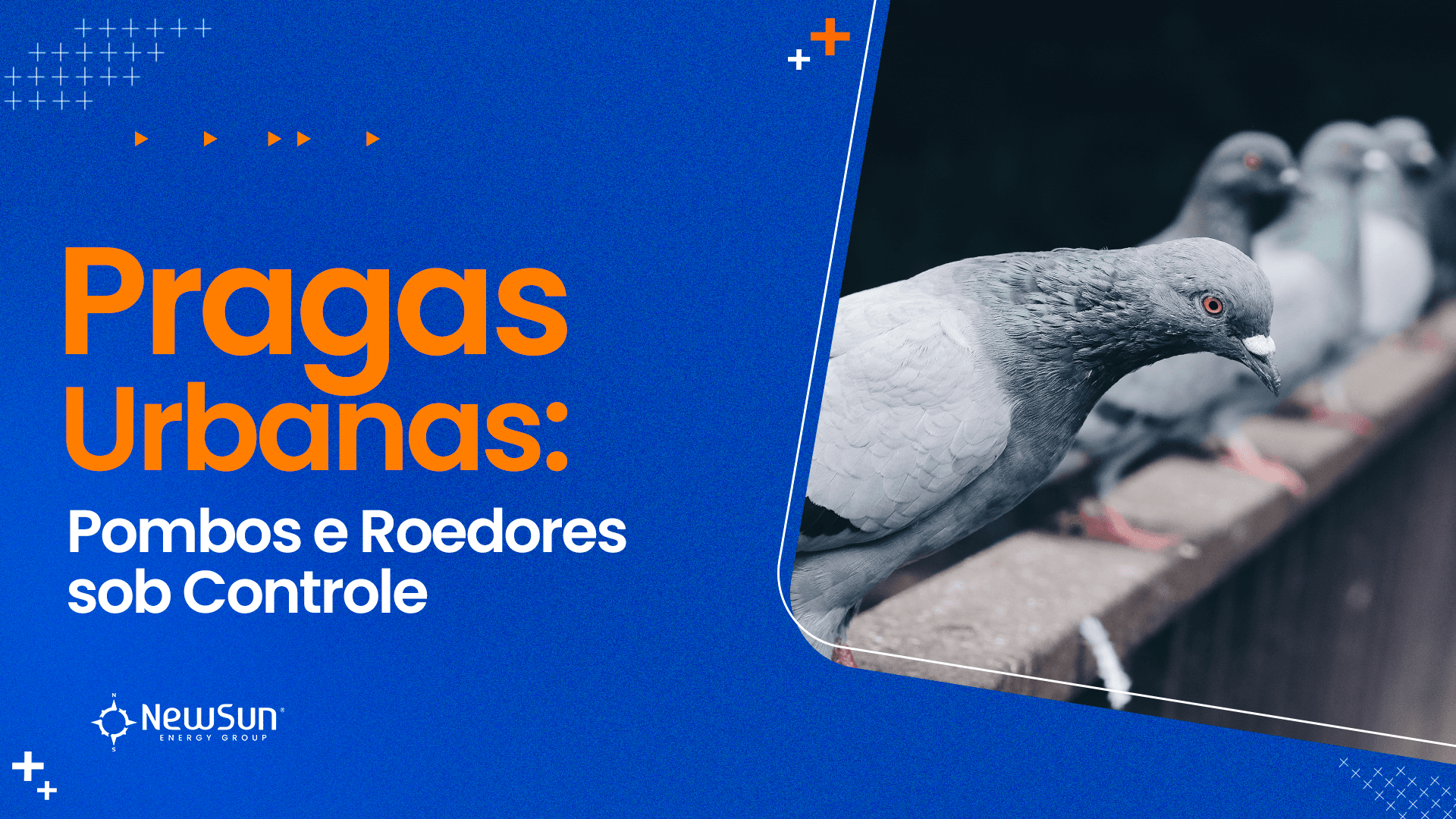 Pragas Urbanas: Pombos e Roedores sob Controle